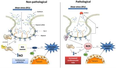 The Role of Glycocalyx and Caveolae in Vascular Homeostasis and Diseases